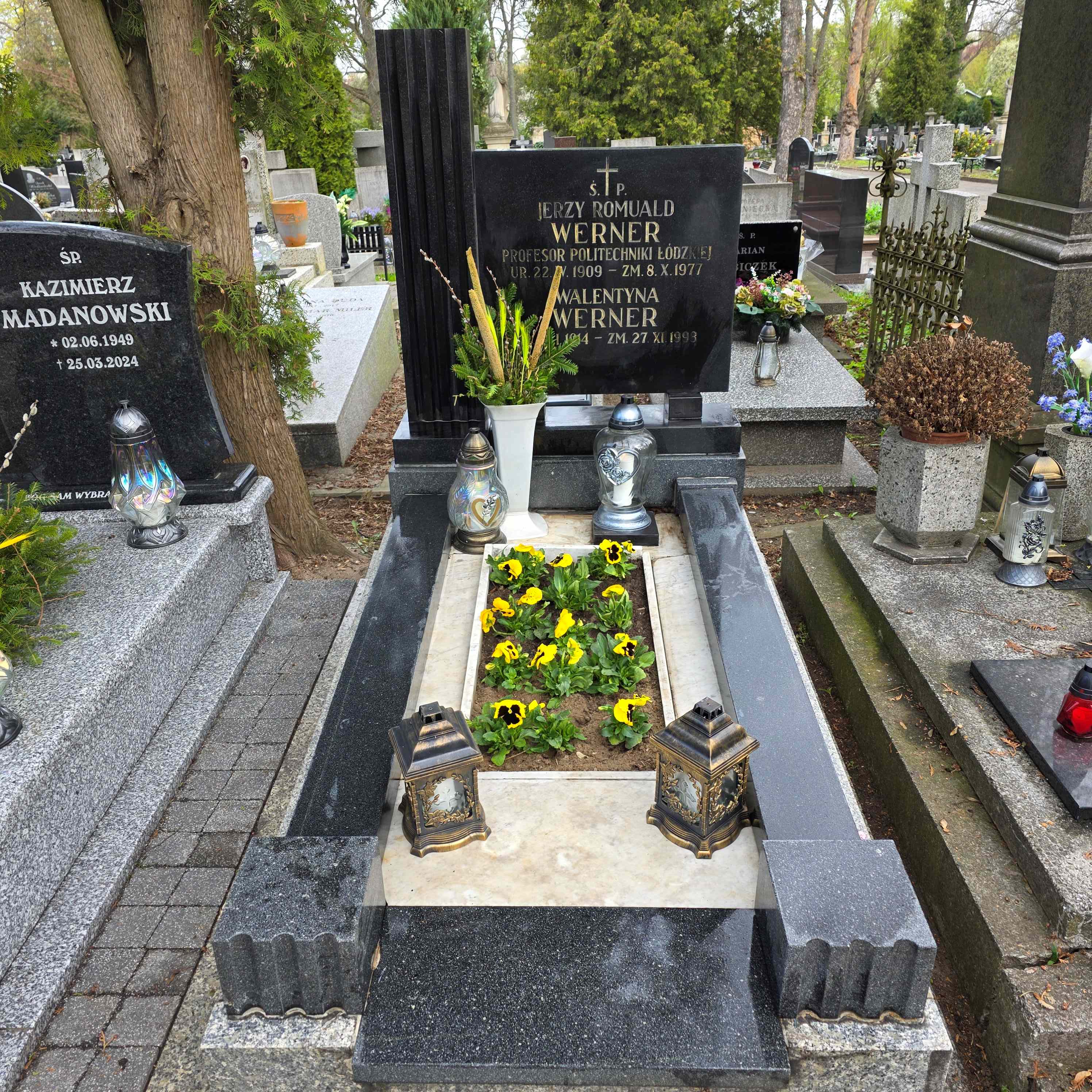 Widok nagrobka profesora Jerzego Wernera. Na grobie zapalone są znicze i rosną żółte bratki.