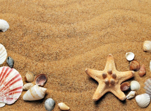 piasek na plaży wraz z kolorowymi muszelkami